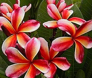 (image for) Plumeria Seeds \'Choco Delight\' 6 Seeds